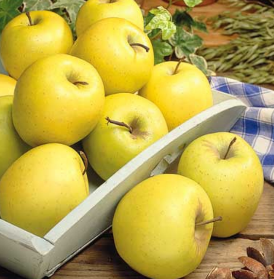 Yellow Delicious Standard Apple