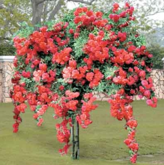 Red Weeping Tree Rose