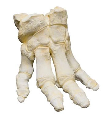 Replica African Elephant Foot