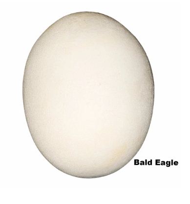 Replica Bald Eagle Egg (70mm)