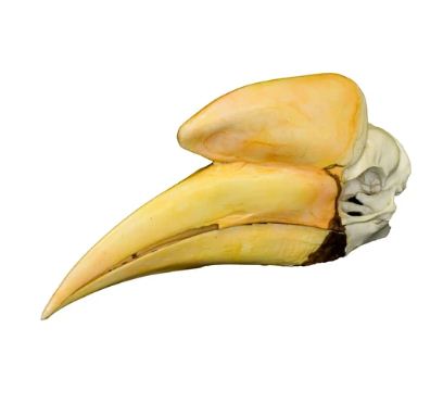 Replica Black Hornbill Skull