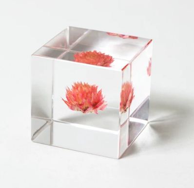Sola Cube - Globe Amaranth